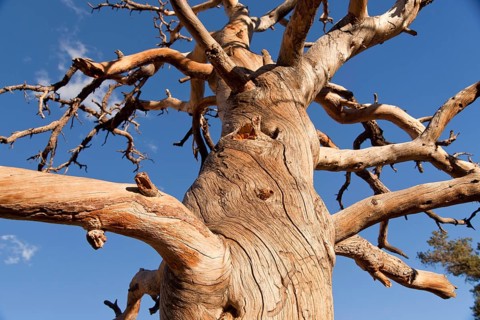 Dead tree