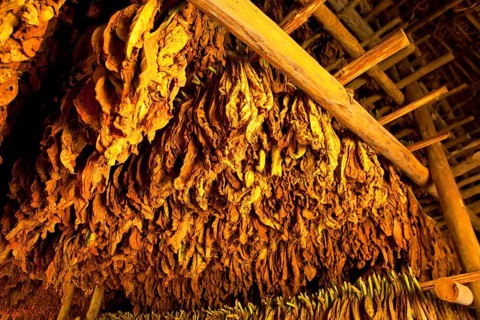 Tobacco leaves hung up to dry in a barn