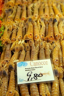 Fresh Canocce prawns