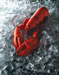 Whole lobster on crushed ice