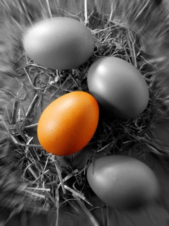 Eggs