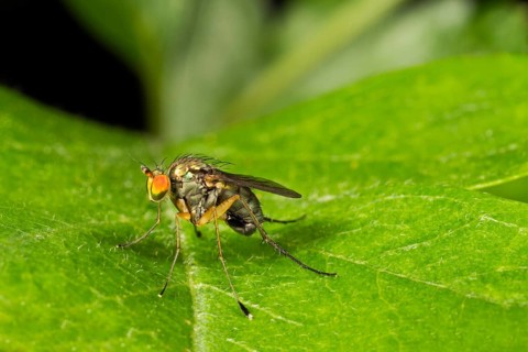 Dolyfly (Dolichopus sp.)