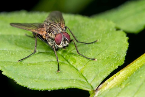 Muscid fly (Helina sp.)
