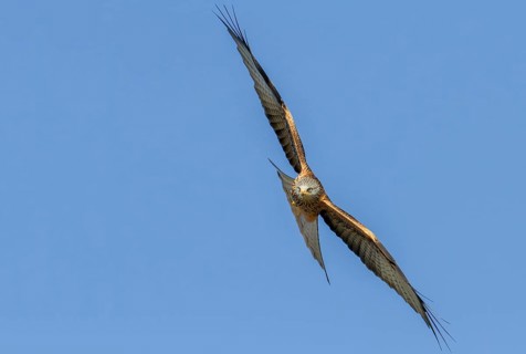 Red Kite (Milvus milvus)