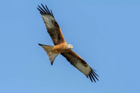 Red Kite (Milvus milvus)