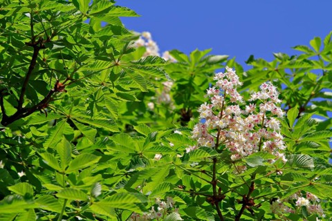 Horse Chestnut or Conker Tree (Aesculus hippocastanum)