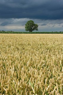 Common Ash (Fraxinus excelsior) behind a wheat field (Triticum L.) with dark storm clouds
