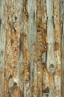 Wooden wall from old untreated grayed boards with tracks of the Bark Beetle (Scolytinae)