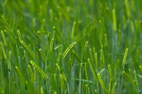 Grainfield with immature ears of Barley (Hordeum vulgare)