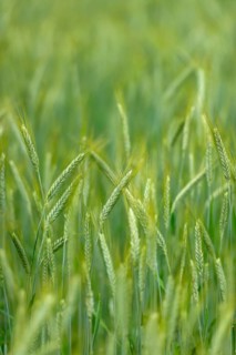 Grainfield with immature ears of Rye (Secale cereale)