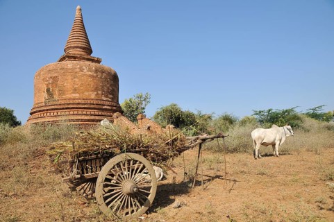Oxcart and an ox in front of a stupa in the Pagoda Field of Bagan