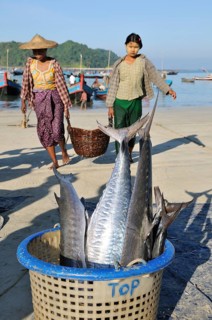 Basket with barracudas