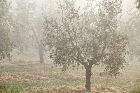 Olive trees (Olea europaea) in the fog