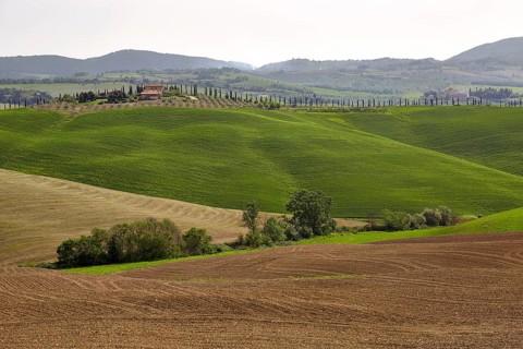 Hilly landscape of the Crete Senesi region