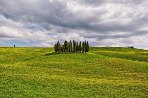 Group of cypress trees on a hilly field