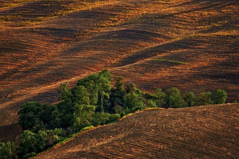 Fallow field with a ditch where trees are growing