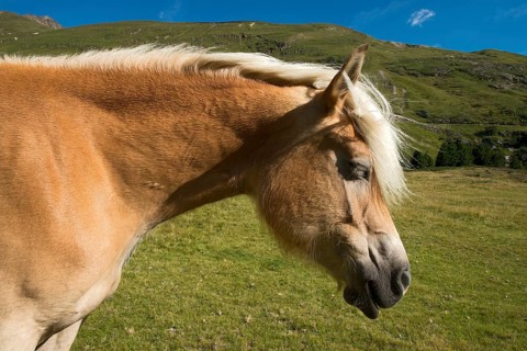 Tyrolean Haflinger horse