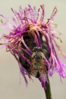 Hoverfly