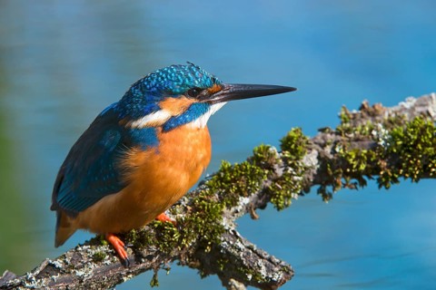 Kingfisher (Alcedo atthis)