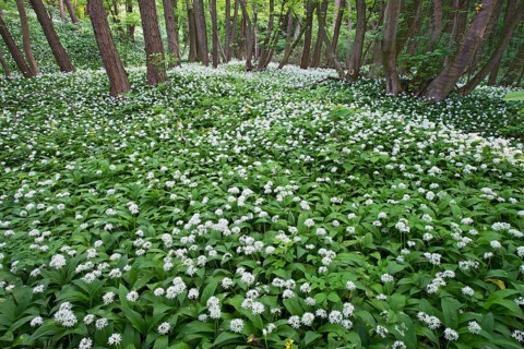 Ramsons or Wild Garlic (Allium ursinum)