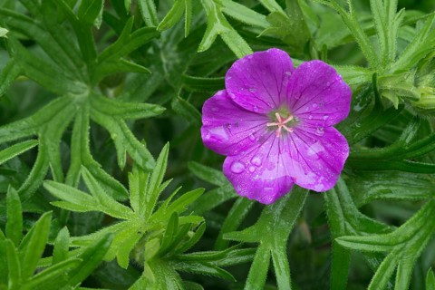 Bloody Cranesbill or Bloody Geranium (Geranium sanguineum)