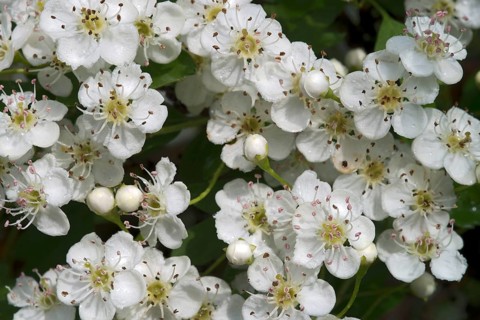 Common Hawthorn or Single-seeded Hawthorn (Crataegus monogyna)