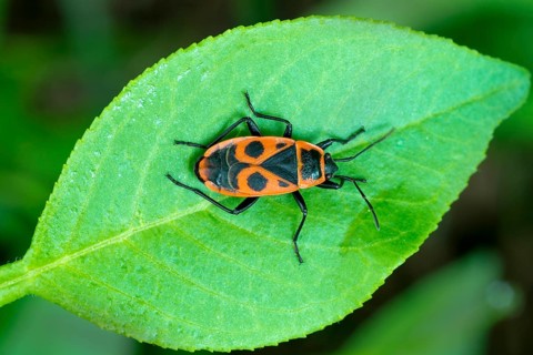 Firebug (Pyrrhocoris apterus)