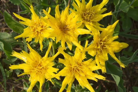 Black Salsify