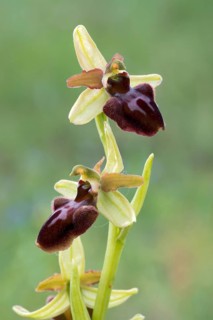 Early Spider Orchid (Ophrys sphegodes)