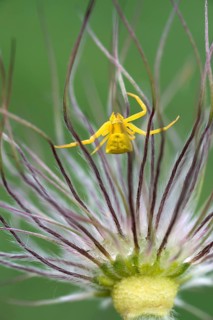 Heather Spider (Thomisus onustus)