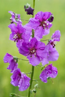 Purple Mullein (Verbascum phoeniceum)