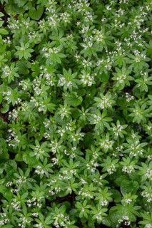 Sweet Woodruff or Wild Baby's Breath (Galium odoratum)