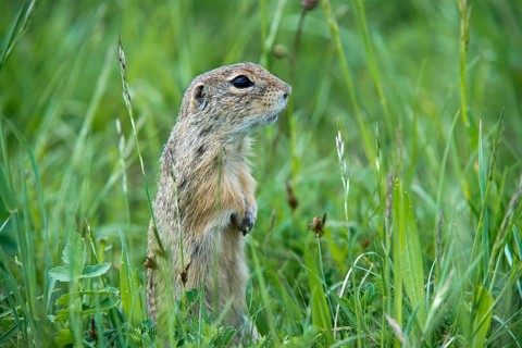 European Ground Squirrel or European Souslik (Citellus citellus)