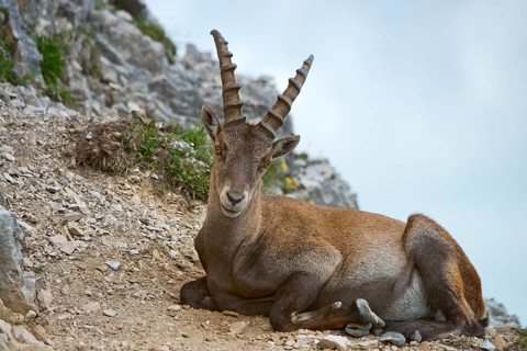 Alpine Ibex or Steinbock (Capra ibex)