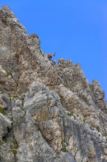 Alpine Ibex or Steinbock (Capra ibex)