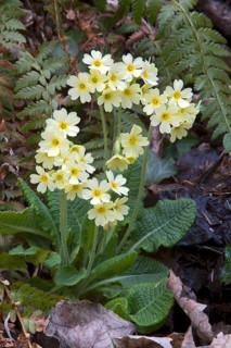 Oxlip (Primula elatior)
