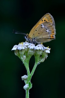 Scarce Copper (Lycaena virgaureae)