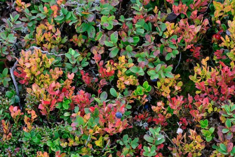 Autumnal mountain dwarf shrubs