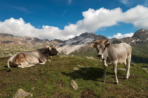 Tyrolean Grey Cattle on the Timmelsalm alpine pasture
