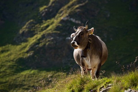 Tyrolean Grey Cattle on the Timmelsalm alpine pasture