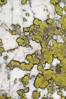 Map Lichen (Rhizocarpon geographicum)