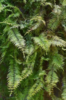 Common Tamarisk-Moss (Thuidium tamariscinum)