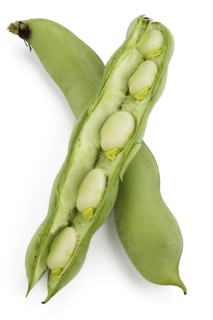 Broad beans (Vicia faba)