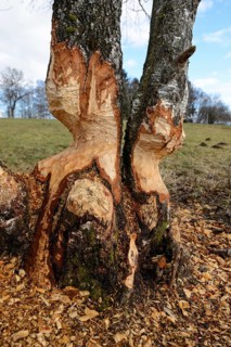 Birch trees gnawed by a beaver