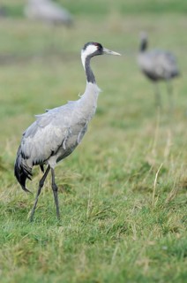 Common Crane (Grus grus) wading across a meadow foraging for food
