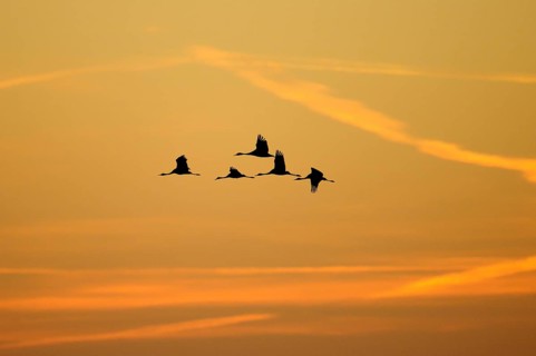 The silhouette of a flock of cranes (Grus grus) in flight at sunrise