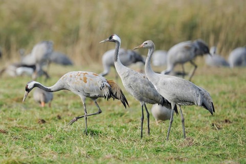 Common Cranes (Grus grus)