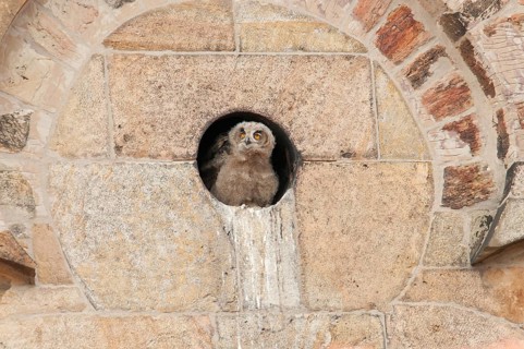 Young Eagle Owl (Bubo Bubo) looking out of a wall opening of the Osnabrueck Cathedral