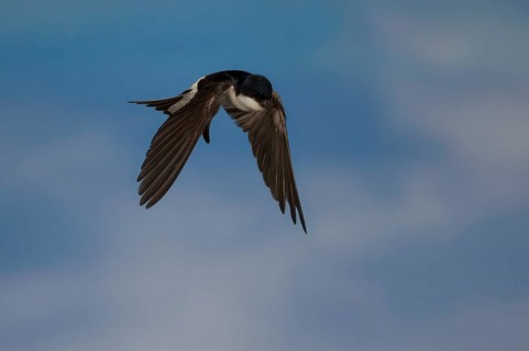 Common House Martin (Delichon urbica) in flight