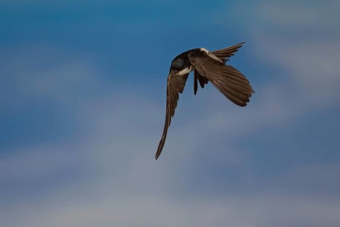 Common House Martin (Delichon urbica) in flight